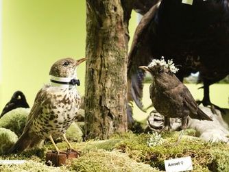 Ausstellungsdetail: Vogel.Hochzeit