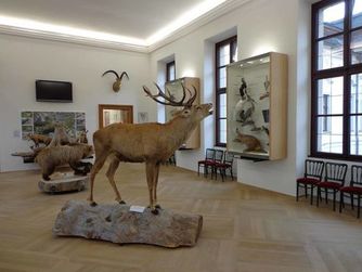 Blick in das OÖ Jadmuseum Schloss Hohenbrunn