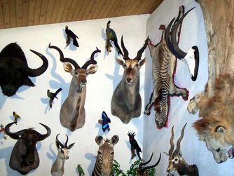 Afrikanische Tierwelt, Salzkammergut Tierweltmuseum