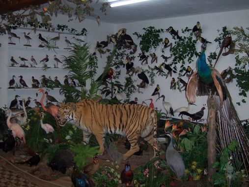 Königstiger inmitten asiatische Vogelwelt, Salzkammergut Tierweltmuseum