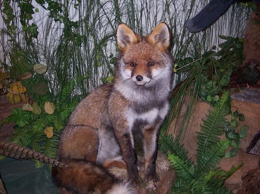 Meister Reinecke (Fuchs), Salzkammergut Tierweltmuseum