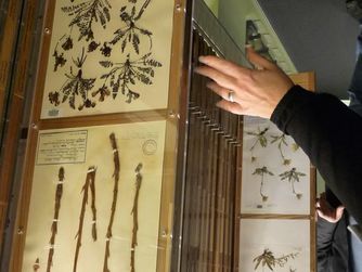 Botanische Studiensammlung im Schlossmuseum Linz, Ausschnitt