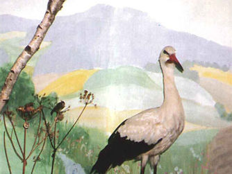 Storch im Vogelmuseum. Die Vogelwelt des Böhmerwaldes
