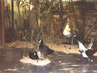 Diorama im Vogelmuseum. Die Vogelwelt des Böhmerwaldes