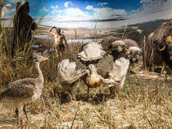 Diorama aus der Dauerausstellung im Evolutionsmuseum