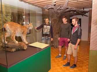 Luchs mit Beute