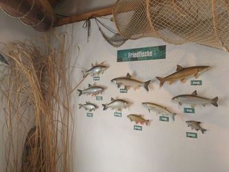Im Museum werden zahlreiche Präparate von Fischarten gezeigt.
