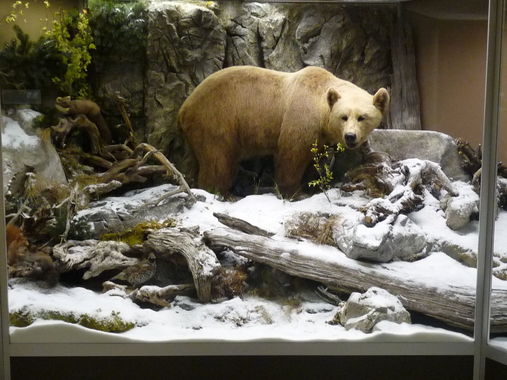 Bär, Naturmuseum Salzkammergut