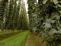 Hopfen auf hohen Stangen