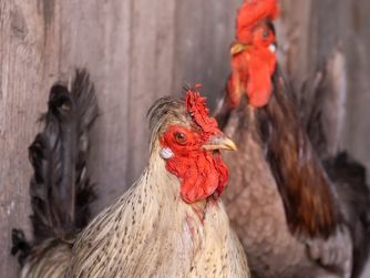 Blick in die Ausstellung im Heimathaus: Hähne als Tierpräparate