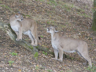 Der Puma (Puma concolor) ist eine Katzenart Nord- und Südamerikas. 