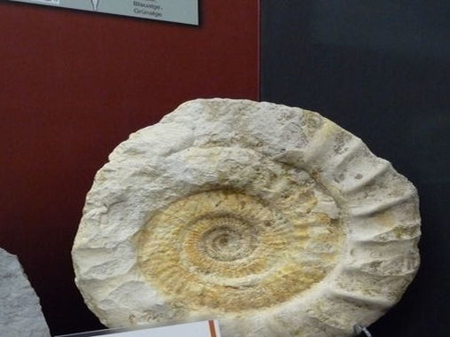 Ammonit in der Geologischen Sammlung