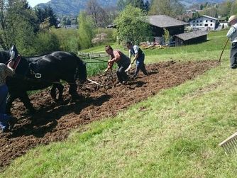 Das Freilichtmuseum Mondseer Rauchhaus und das Bauernmuseum Mondseeland laden am 6. Mai 2018, von 13:00 bis 16:00 Uhr zum traditionellen "ogga pfuagn & eadäpfe sedzn" mit den Tiafgroba Rossara'n ein.