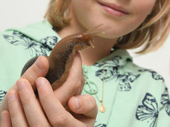 Am 30.8. und am 1.9. finden im Biologiezentrum Familienführungen und am 31.8. ein Familiennachmittag zur aktuellen Sonderausstellung "Streck die Fühler aus! Schnecken in ihrer vollen Pracht" statt, bei dem es heißt: Dabeisein - selbst erforschen - Fragen stellen - lebende Riesenschnecken bestaunen!