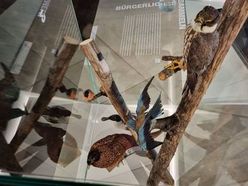 Beim Kidstreff am 14. Mai 2023 wird im Stadtmuseum Steyr die Vogelsammlung Karl Steinparz gemeinsam unter die Lupe genommen.