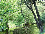 Am Sonntag, 7. Mai 2023 um 14:00 Uhr begeben wir uns rund um das OÖ Burgenmuseum auf eine Spurensuche im Wald und an der Wald-Aist. Mit Anmeldung! 