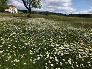 Freilichtmuseum Pelmberg: Zur Eröffnung der Ausstellung "Blumen - Seelen der Natur. Blütenpflanzen bei uns dahoam" wird am 6. Mai 2023 eingeladen!