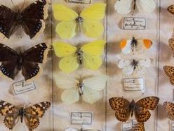 Detail aus der Schmetterlingssammlung im OÖ. Schulmuseum in Bad Leonfelden