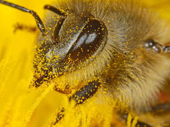 Zum Pramtaler Museumstag erwartet Sie im Lignorama die Sonderausstellung "Bienen - Bestäuber der Welt", außerdem Köstlichkeiten von der Biene.