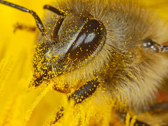 Zum Pramtaler und Internationalen Museumstag am 21. Mai erwartet Sie im LIGNORAMA Holz- und Werkzeugmuseum die Sonderausstellung „Bienen - Bestäuber der Welt“, außerdem Köstlichkeiten von der Biene.